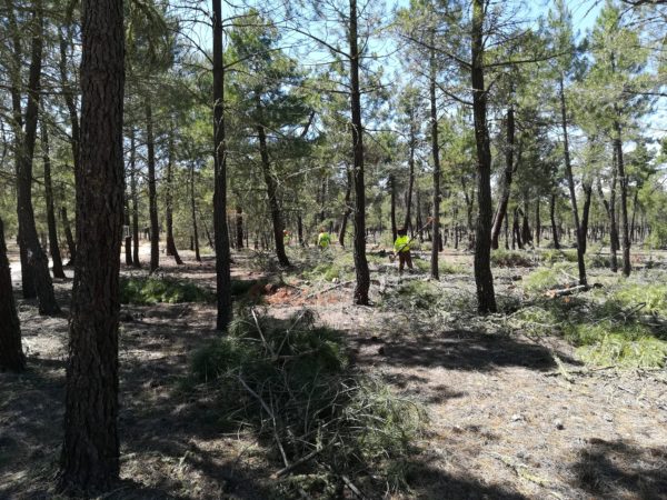 podas en montes