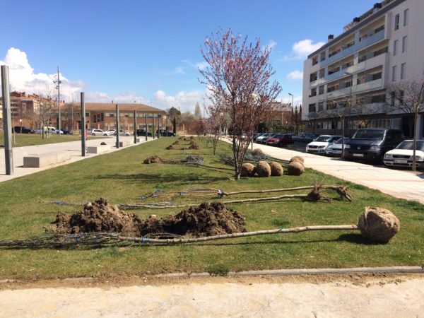 reposicion de arbolado en huesca